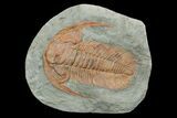 Cambrian Trilobite (Acadoparadoxides) - Tinjdad, Morocco #170760-1